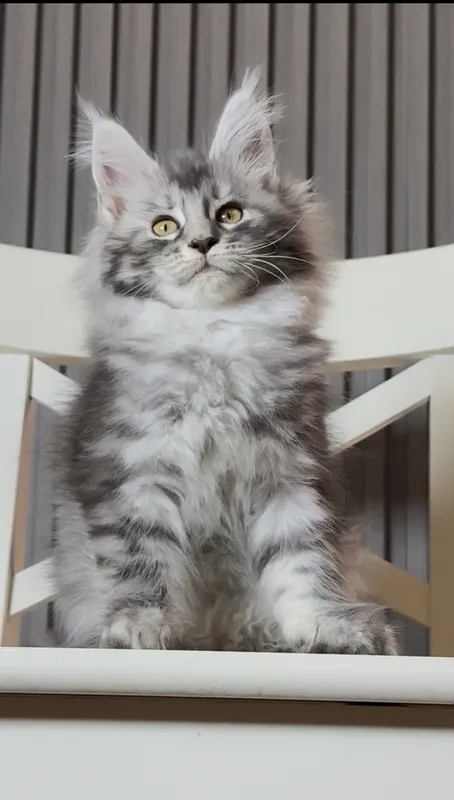 Котенок мейн-кун Черный серебрянный тигровый MCO ns 23 Девочка