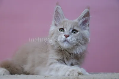 Maine Coon kitten