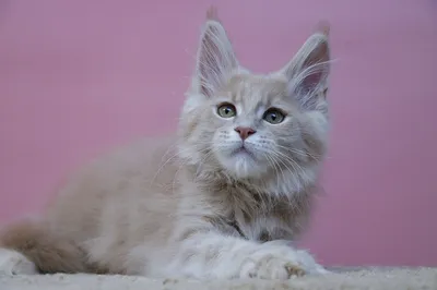 Maine Coon kitten