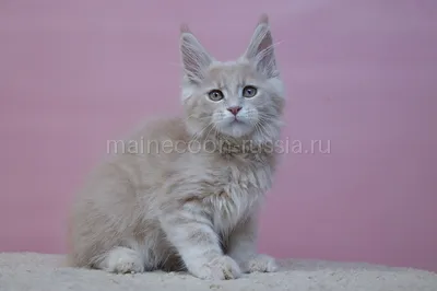 Maine Coon kitten