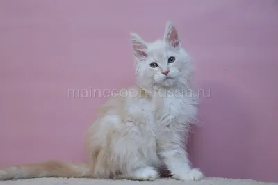 Maine Coon kitten