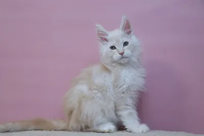 Maine Coon kitten