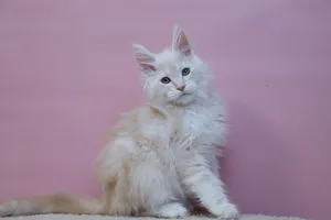 Тим