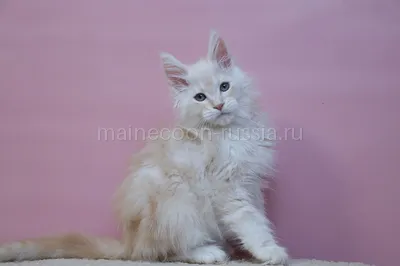 Maine Coon kitten