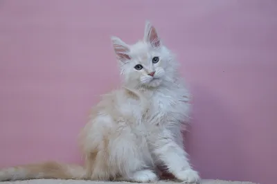 Maine Coon kitten