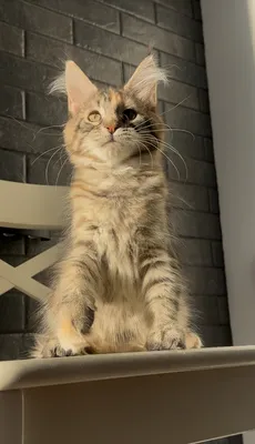 Котенок мейн-кун