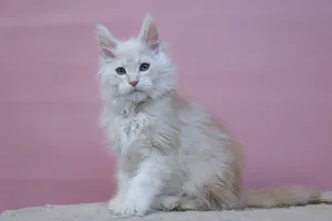 Тим