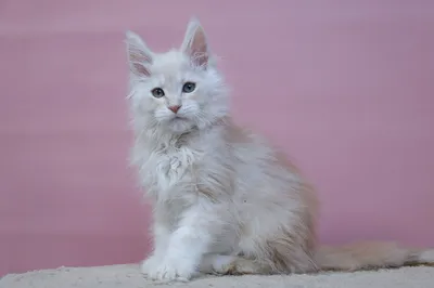 Maine Coon kitten