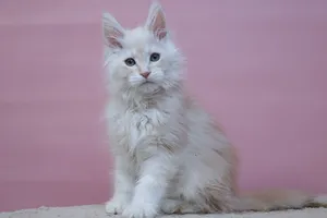 Тим