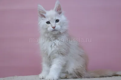 Maine Coon kitten
