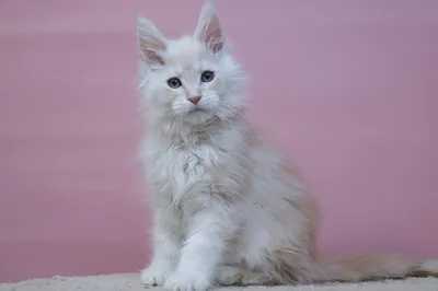 Maine Coon kitten