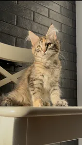 Котенок мейн-кун