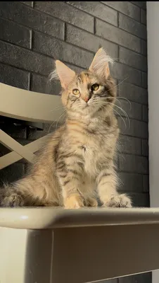 Котенок мейн-кун