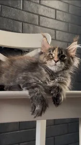 Котенок мейн-кун