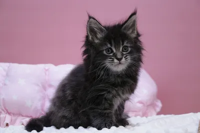 Maine Coon kitten