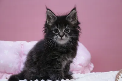 Maine Coon kitten