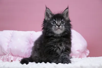 Maine Coon kitten