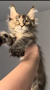 Котенок мейн-кун