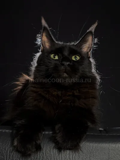 Beverly — Котенок мейн-кун, Черный MCO n