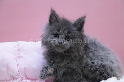 Maine Coon kitten