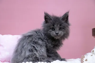 Maine Coon kitten