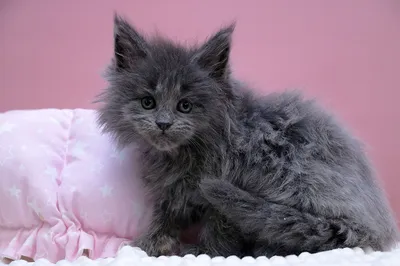 Maine Coon kitten