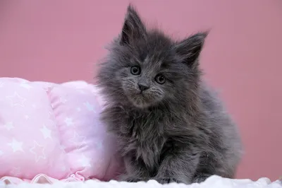 Maine Coon kitten