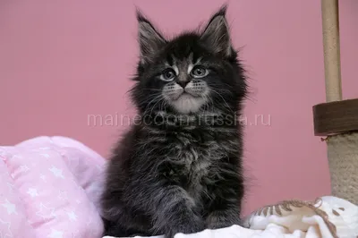 Котенок мейн-кун
