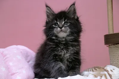 Maine Coon kitten