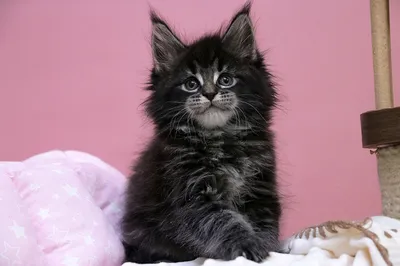 Maine Coon kitten