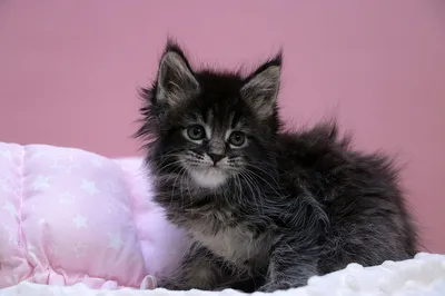 Maine Coon kitten