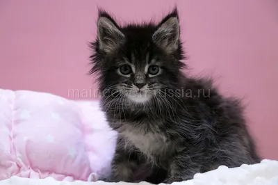 Котенок мейн-кун