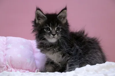 Maine Coon kitten