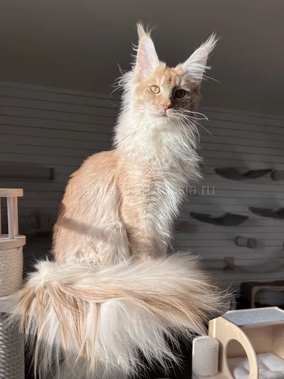 Maine Coon kitten