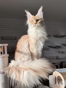 Котенок мейн-кун