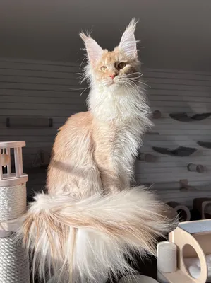 Maine Coon kitten