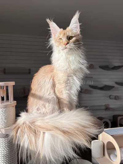 Maine Coon kitten