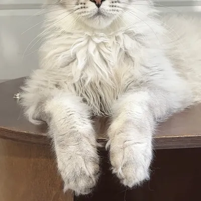 Котенок мейн-кун