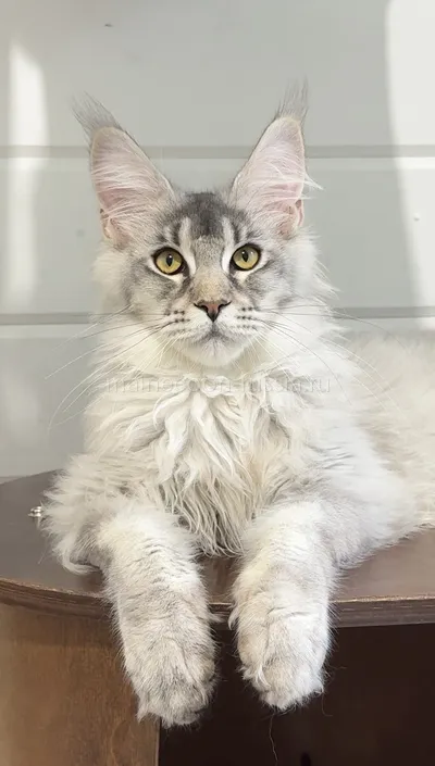 Maine Coon kitten