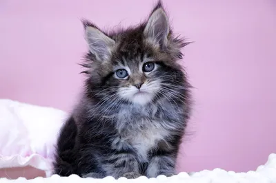 Котенок мейн-кун