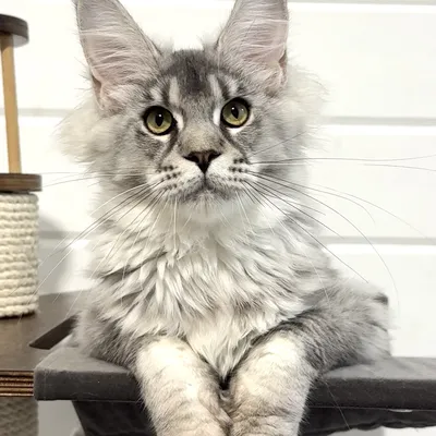 Котенок мейн-кун