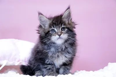 Котенок мейн-кун