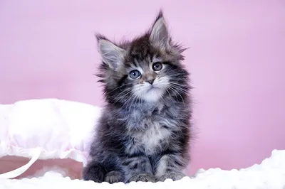 Котенок мейн-кун