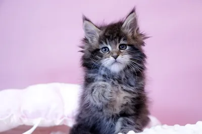 Котенок мейн-кун