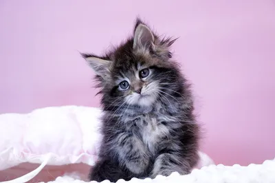 Котенок мейн-кун