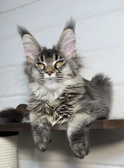 Afina — Maine Coon kitten, Black Silver marble, rossetes blotched MCO ns 25