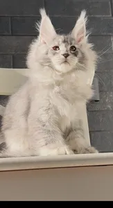 Maine Coon kitten
