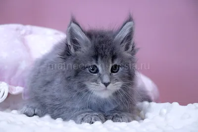 Котенок мейн-кун