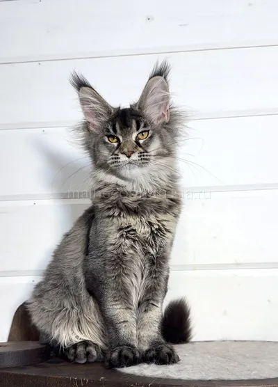 Afina — Maine Coon kitten, Black Silver marble, rossetes blotched MCO ns 25