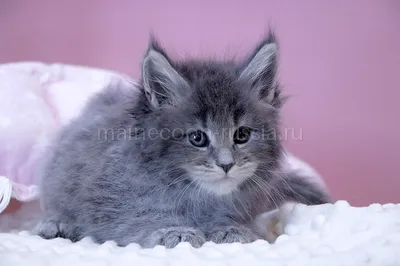 Котенок мейн-кун